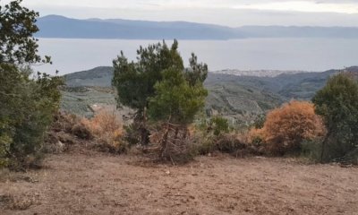 Mudanya'da korona virüsü fırsat bilen uyanıklar, devlet arazilerine kondu